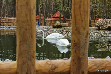 Ormanya. Doğal Yaşam Parkı. Kartepe / Kocaeli