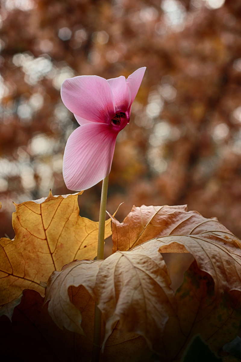 Cyclamen