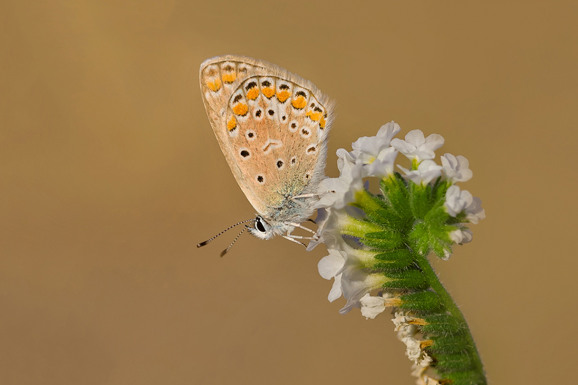 Çokgözlü Mavi / Polyomatus icarus