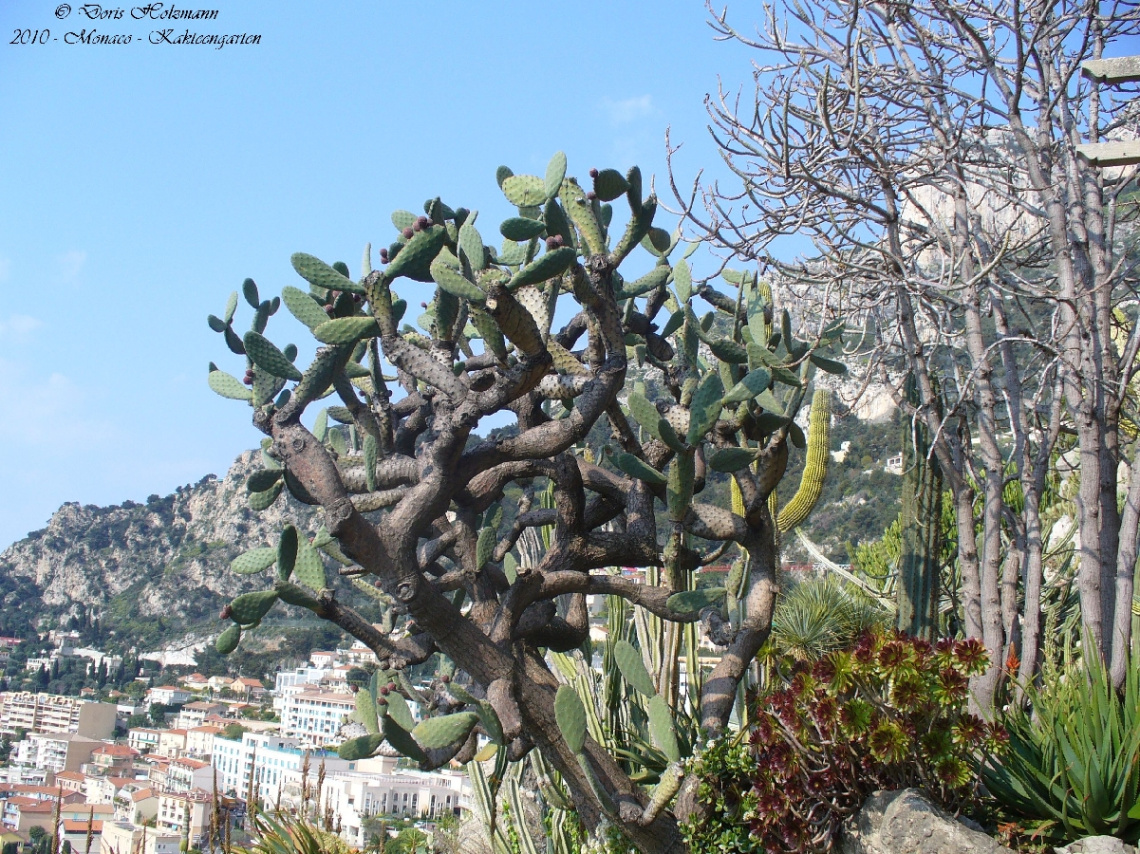 Kakteengarten in Monaco