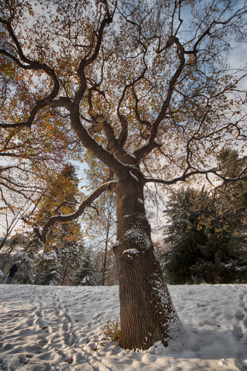 A century old tree