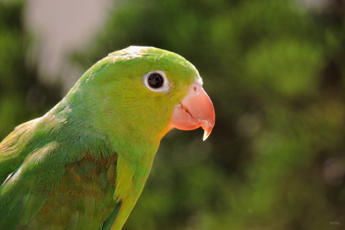 Plain Parakeet