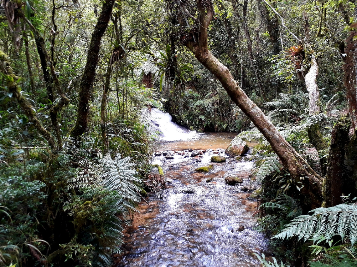 Into the tropical forest