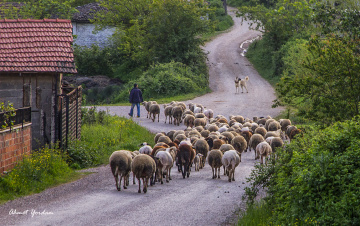 Köy