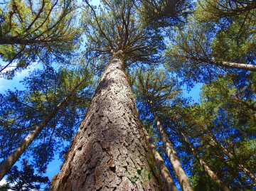 Araucária tree