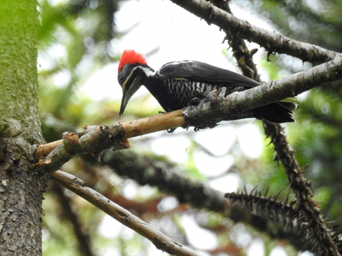 Lineated Woodpecker