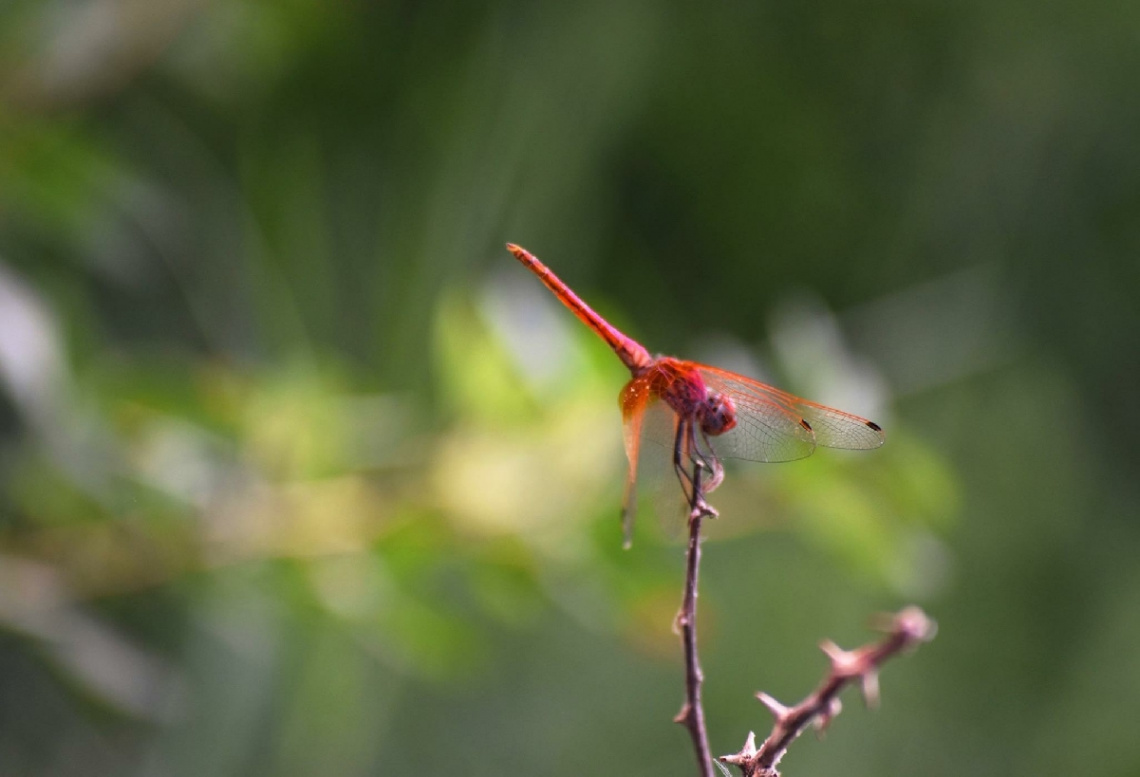 Red Dragonfly 