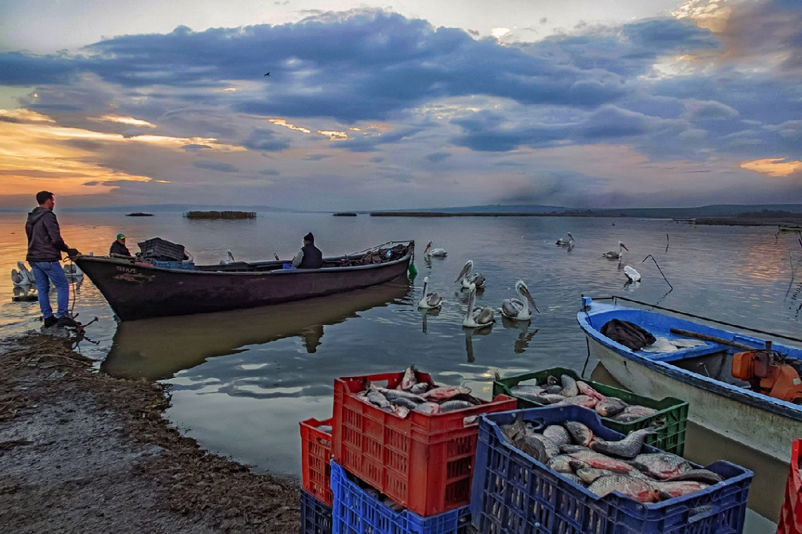 Bandırma Kuş Cenneti - Balıkçı ve Pelikanlar