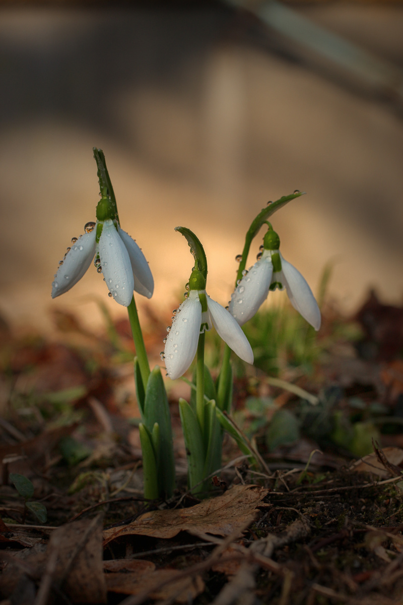 Snowdrops