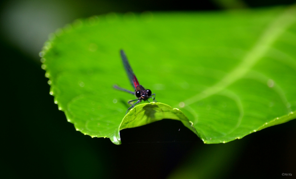 Mini Dragonfly