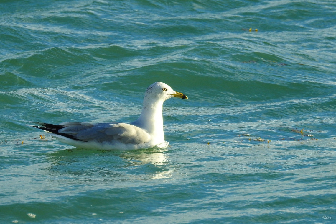 Resting on the waves of the sea