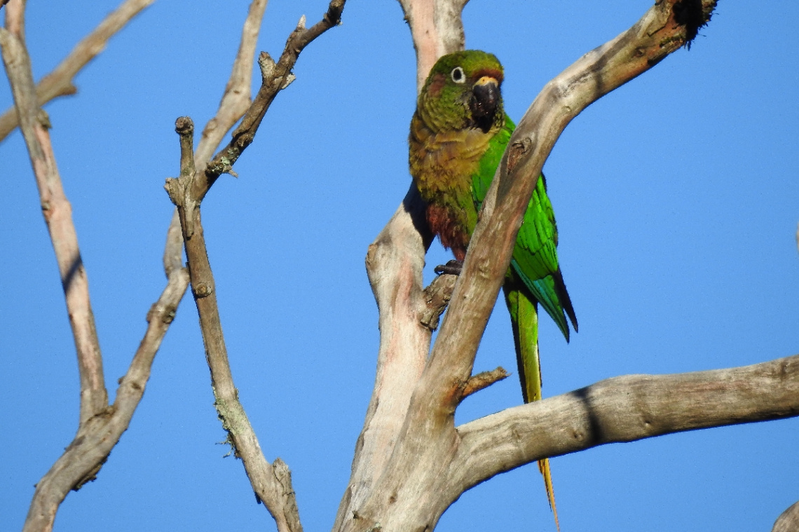 Maroon-bellied Parakeet