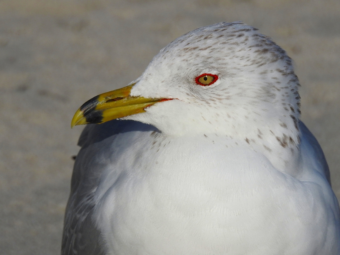 Silver Gull