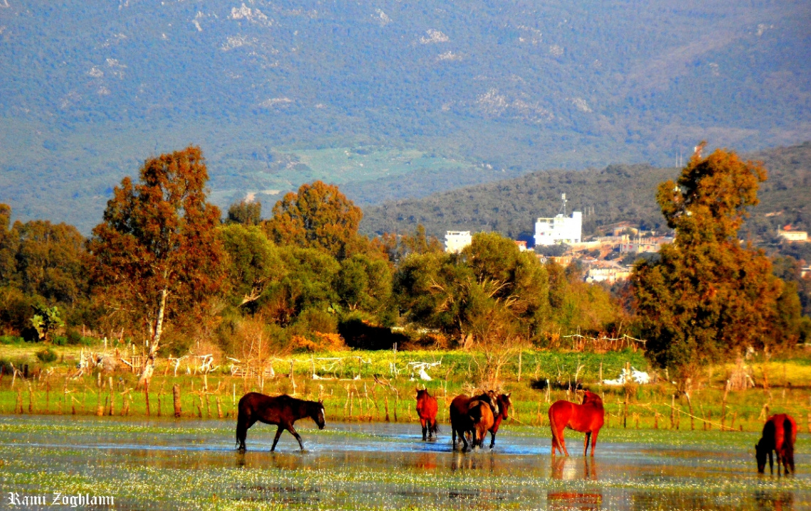 When Horses dance on Water