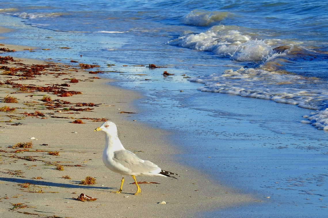 Praia com gaivota