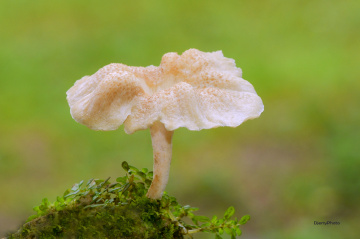 Fungus