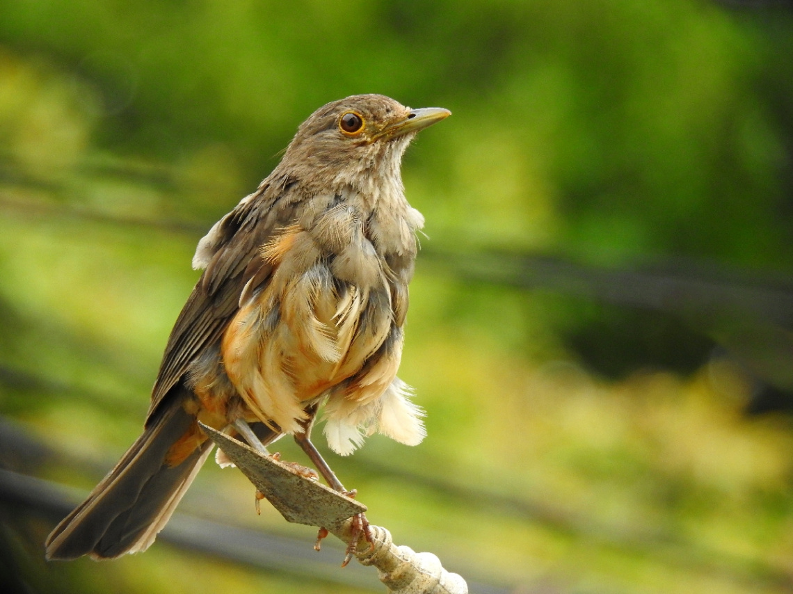 Turdus rufiventris 