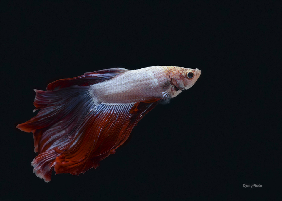 Halfmoon Beta Fish