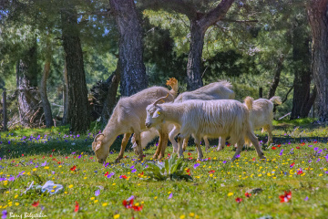 Doğa canlandı