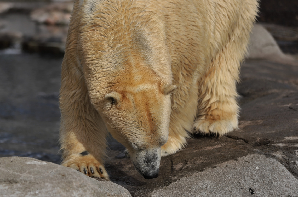 Polar Bears Moment