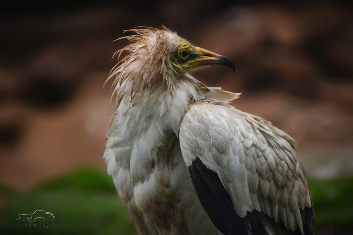 Mısır akbabası - Egyptian vulture