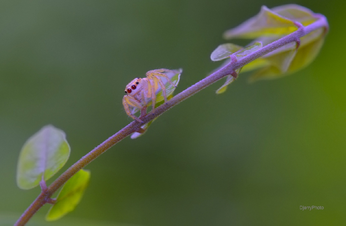 Jumping Spider