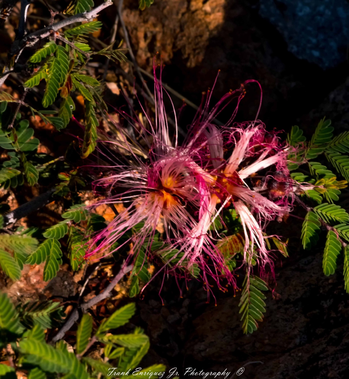 SONORAN DESERT FLOWER