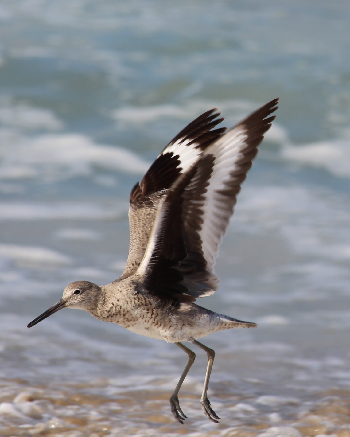 Bird in Flight 