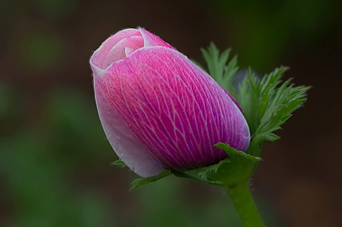 Pink anemone