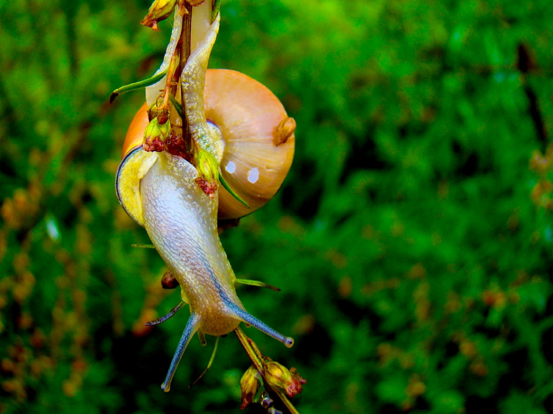 SCHNECKE 