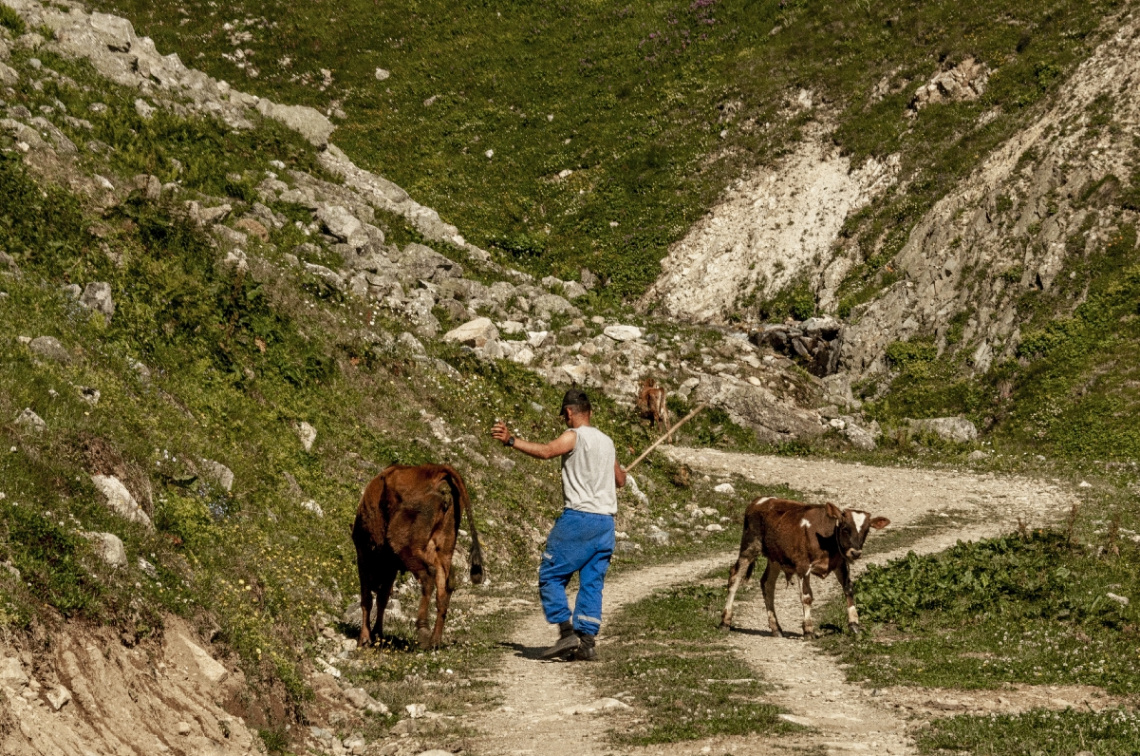 hayvancılık