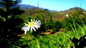 Doğa da papatya