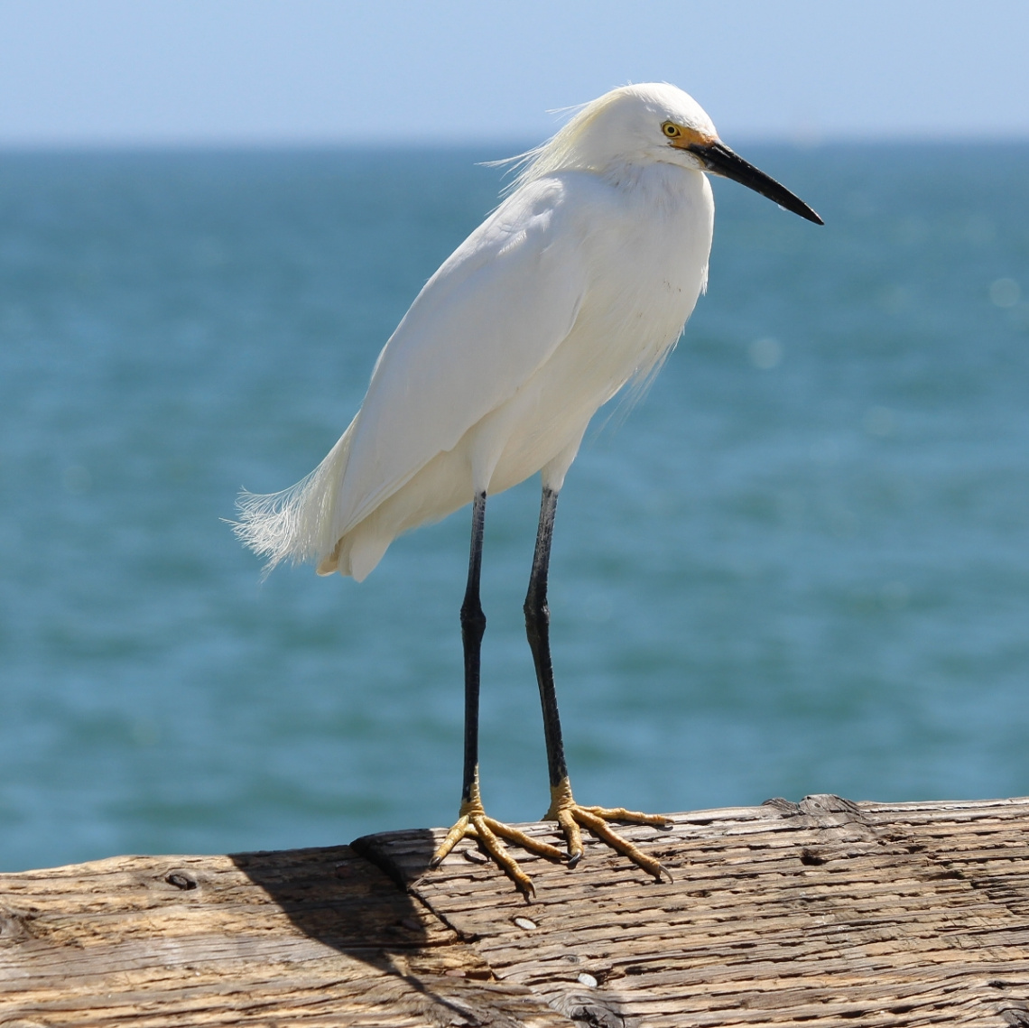 Sea Bird 