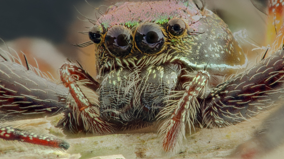 Jumping Spider's eyes