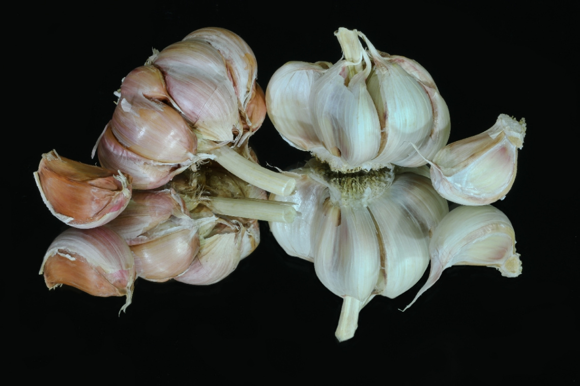 Garlic