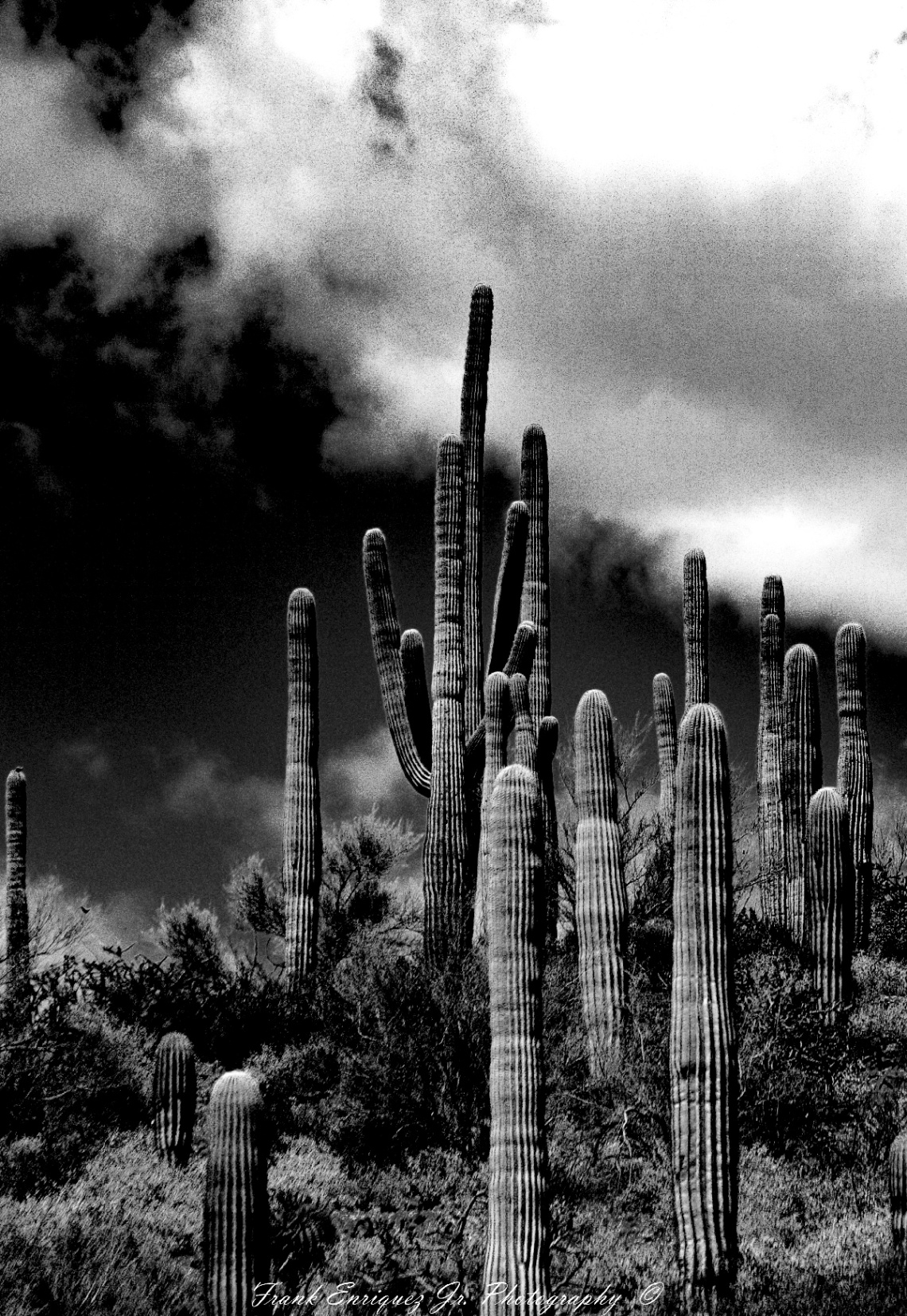 A Mighty Saguaro Cactus