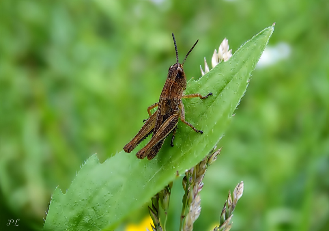 small grasshopper