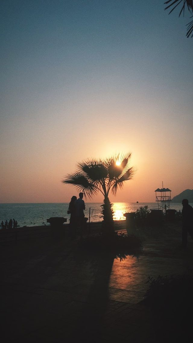 sunset through palm trees