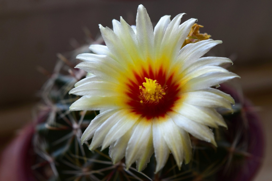 Cactus bloom 