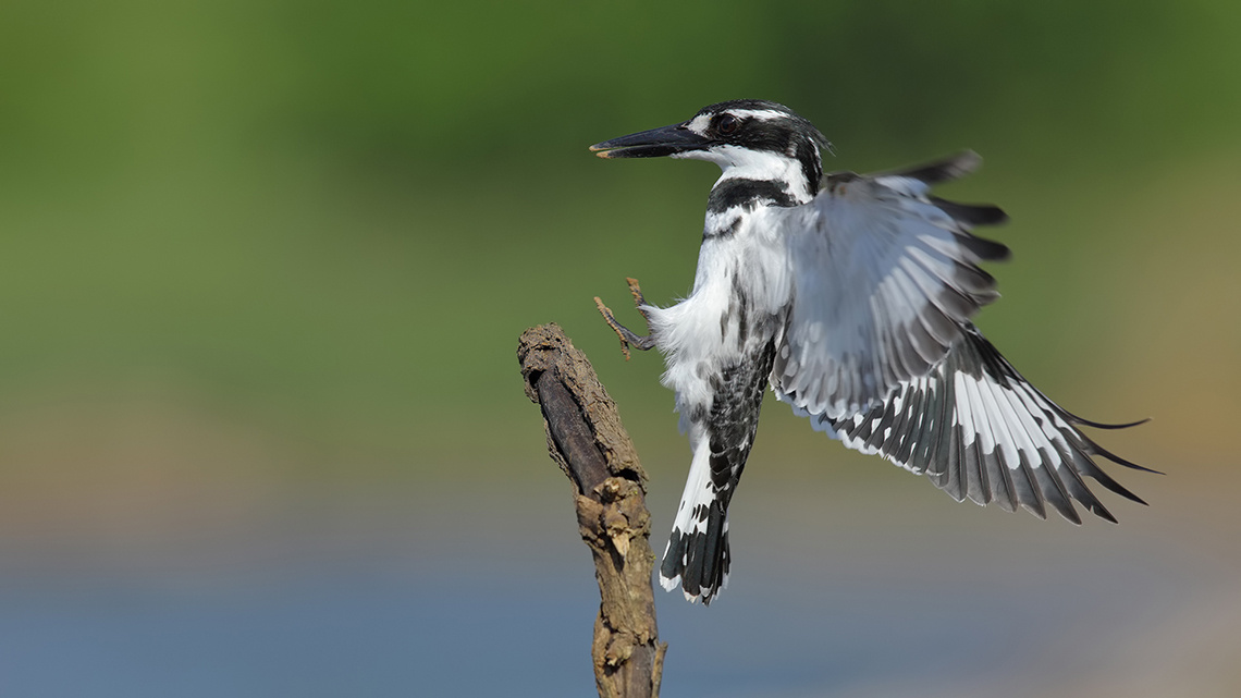 Alaca yalıçapkını » Ceryle rudis » Pied kingfisher