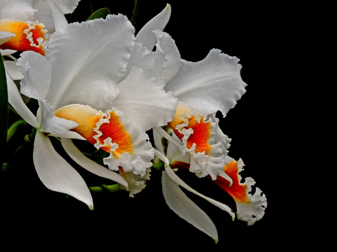 Cattleya Branca