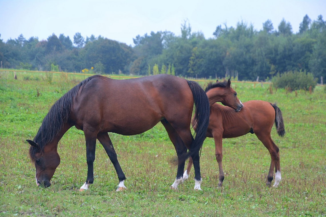 ... Horses 3 - old and young