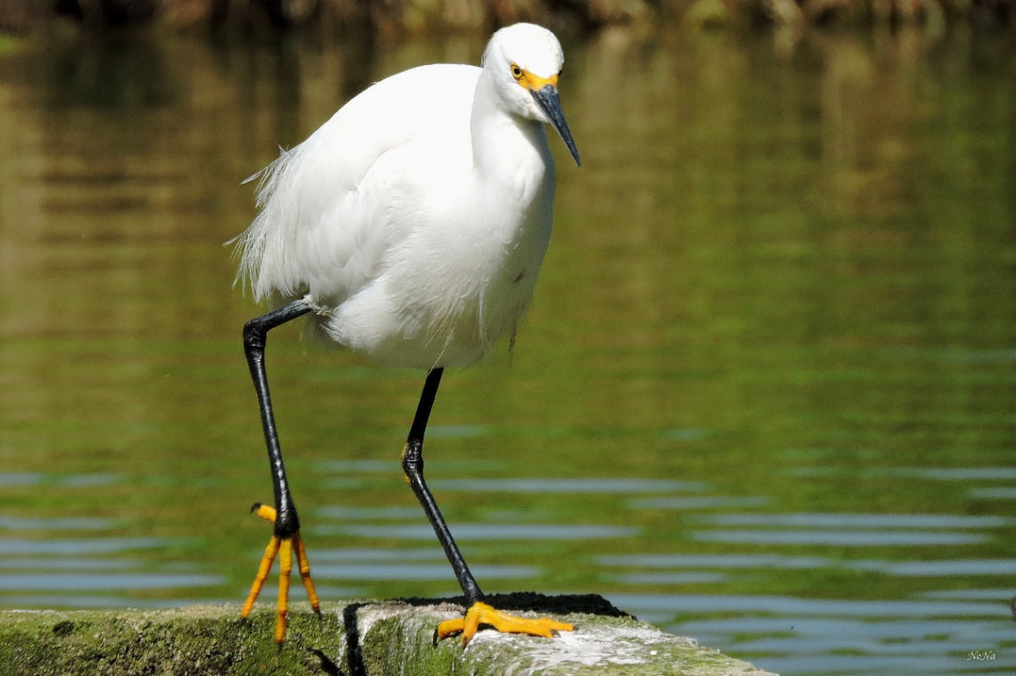 Snowy Egret