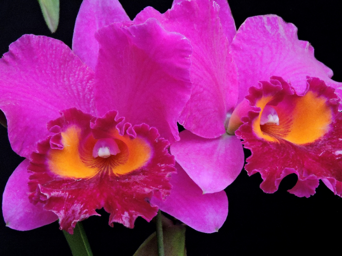 Orquídeas Cattleya 