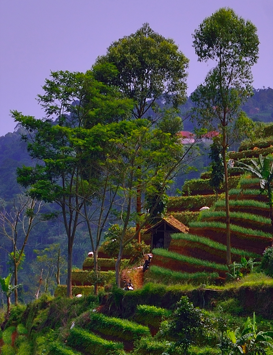 Onion garden