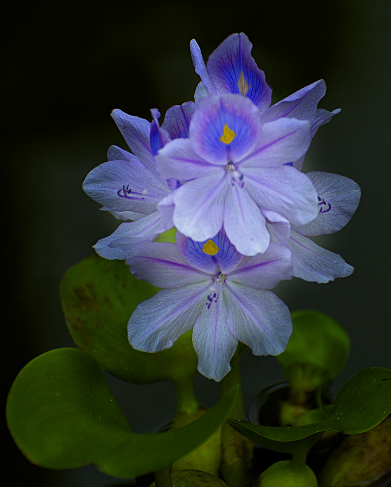 Water hyacinth flowers