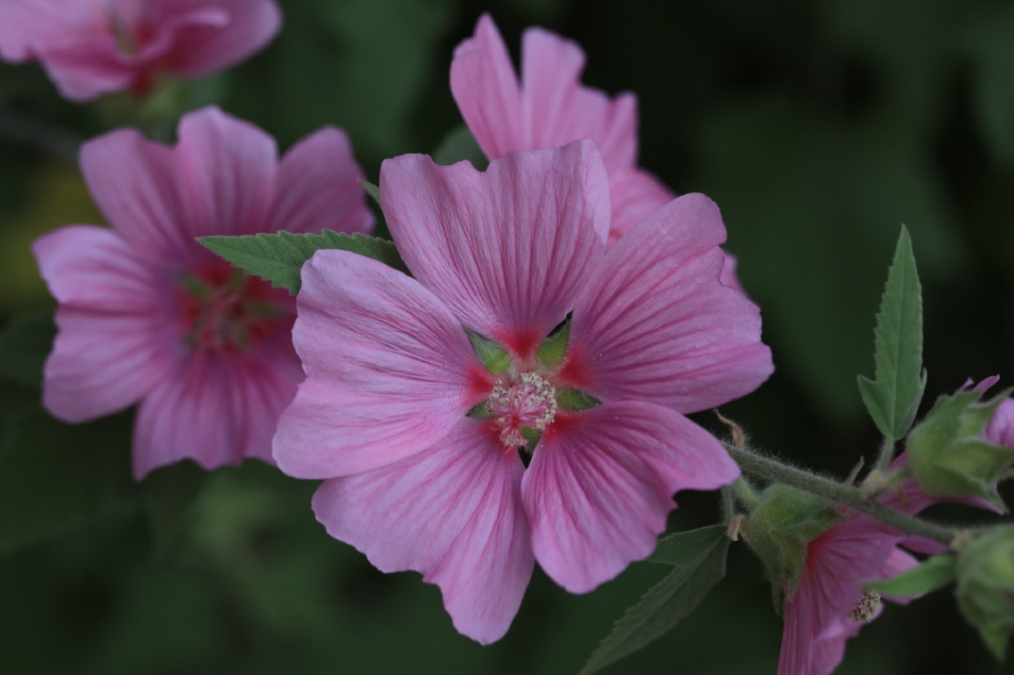 Pink Pick 