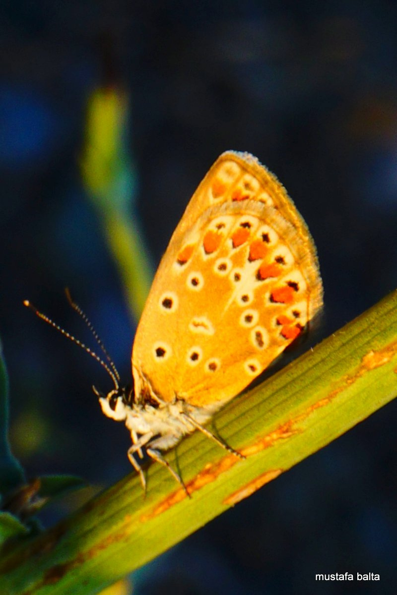 Miniciks Hayatlar  COMMON BLUE 