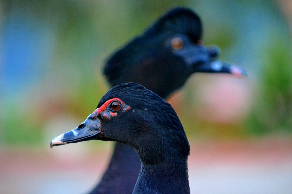 Wild duck couple