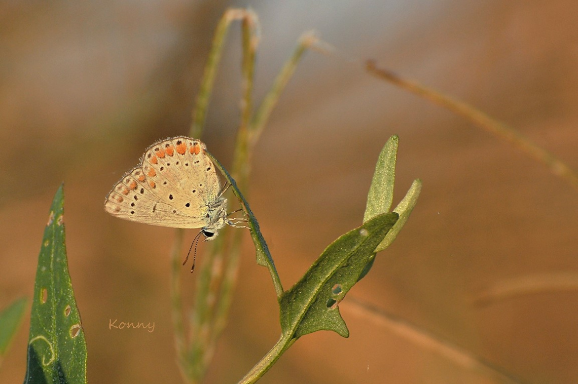 early in the morning .... nature awakens